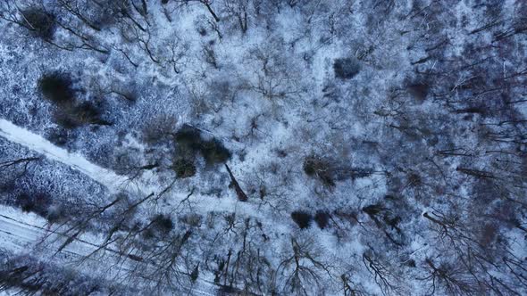 Bird's-Eye-View Of Snow Covered English Winter Woodland Deciduous Overhead
