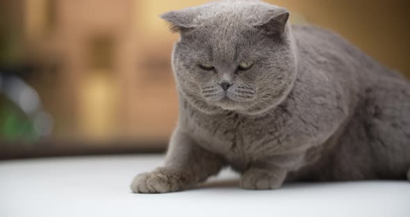 Beautiful British Shorthair Cat is Sitting on a Spinning Table and Looking alt