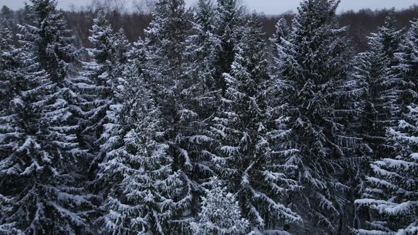 Flying Around Snowy Fir Tree in Winter Forest