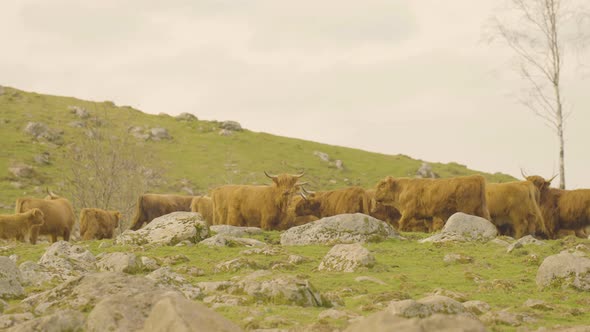 Herd of highland cattle on top of a green and rocky hill. 4K handheld static. alt