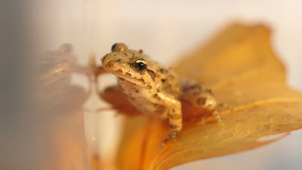 Wild Frog in its Natural Wet Habitat