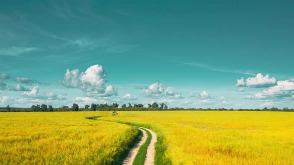 Rural Landscape With Country Road Between Oat And Canola Colza Rapeseed Field alt
