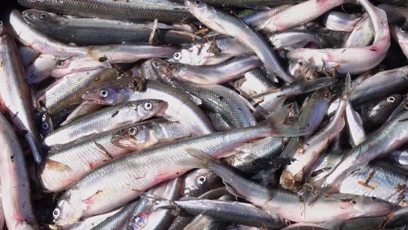 Freshly Caught Small Fish in a Box Jumping and Moving Close Up Slow Motion Selective Focus Fresh alt