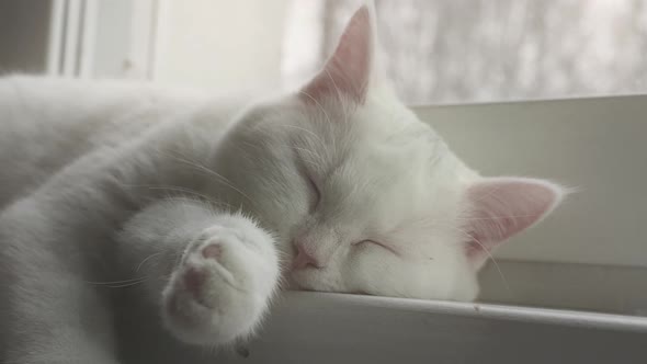White Cat Relaxes on the Windowsill