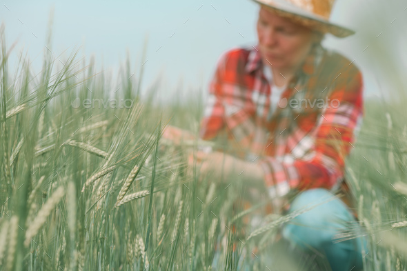 Female agronomist farmer examining development of green barley crops in field