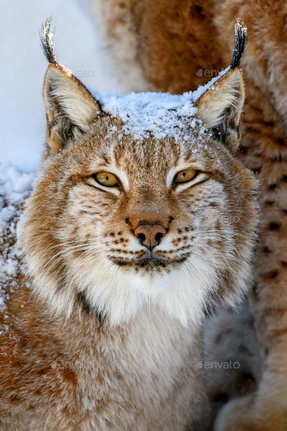 Lynx portrait in the snow. Wildlife scene from winter nature Stock Photo by  byrdyak