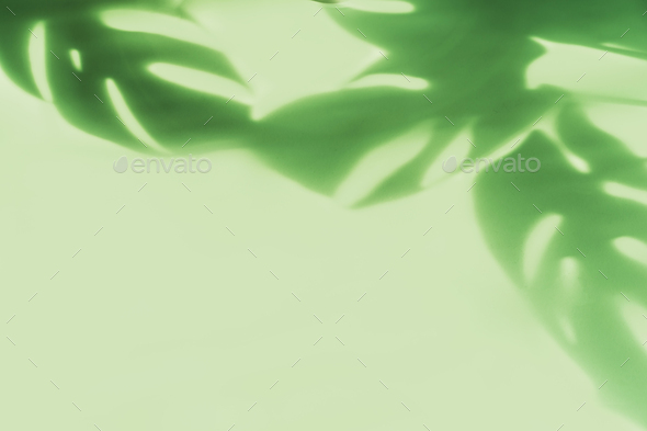 Shadow of tropical green leave on color background with copy space, Top view