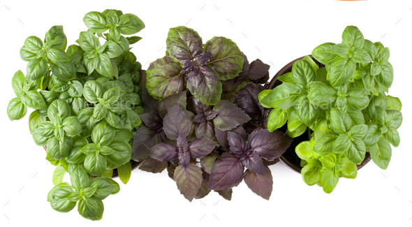 Basil herb herb growing in flowerpot isolated on white background cutout. Top view