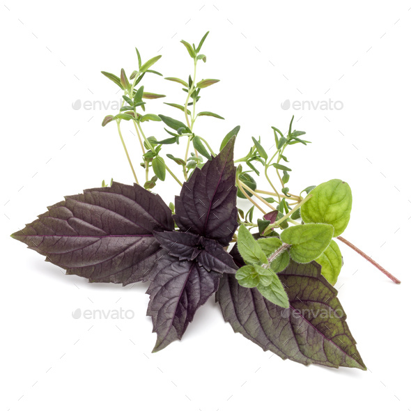 Fresh herb leaves variety isolated on white background. Purple dark opal basil, oregano, thyme.