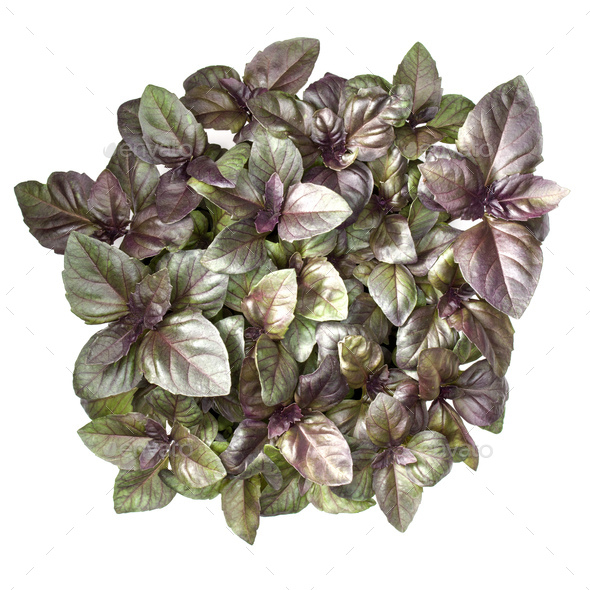 Sweet purple basil leaves in pot isolated on white background