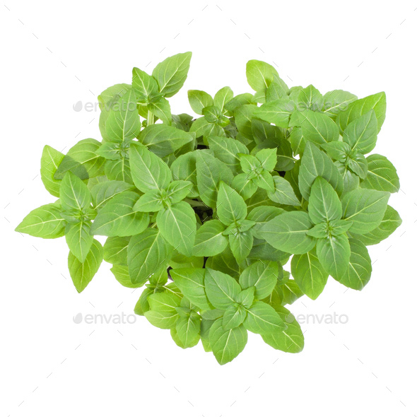 Fresh Greek basil herbs bouquet isolated on white background cutout. Top view