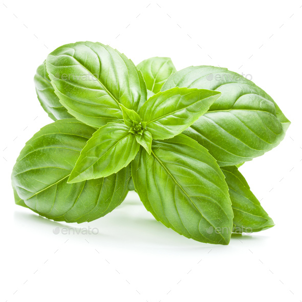 Fresh sweet Genovese basil leaves isolated on white background cutout ...