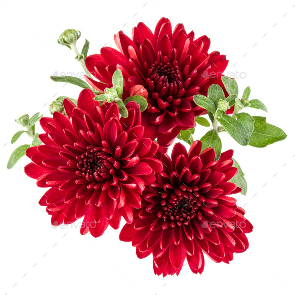 Red Chrysanthemum Flower Isolated On White Background Stock Photo By Natika