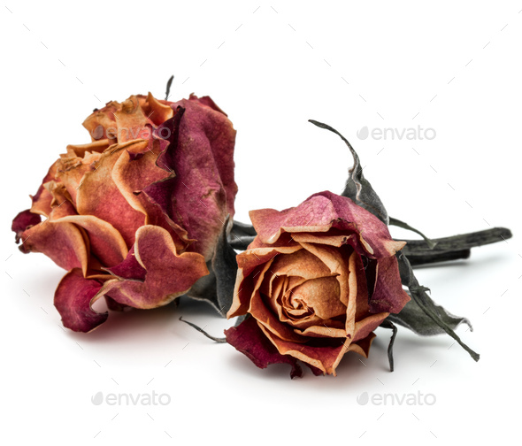 Dried rose buds isolated on white background Stock Photo by