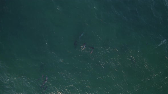 Idyllic Seascape With Pod Of Bottlenose Dolphins Swimming - aerial drone shot alt
