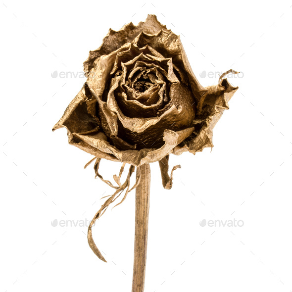 One gold rose isolated on white background cutout. Golden dried