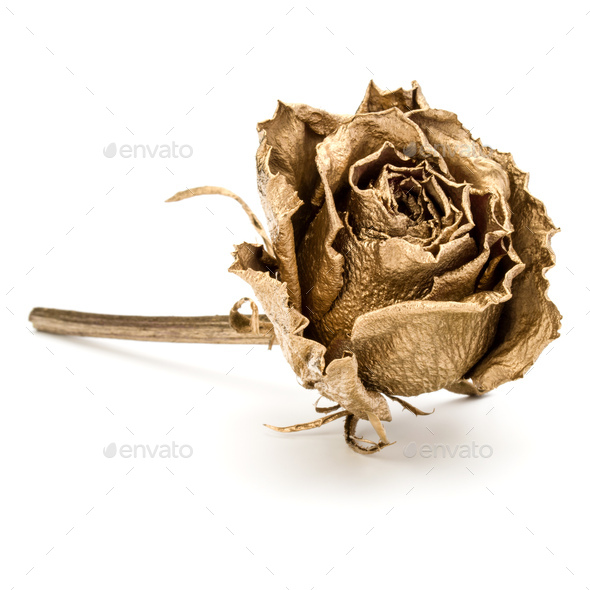 Single Dried Rose Flower Isolated On White Background Stock Photo