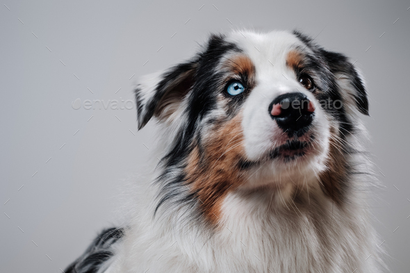 Rare deals australian shepherd