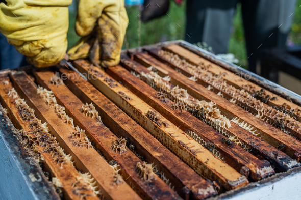 Close up shot of a beehive being opened with a metallic tool by beekeeper