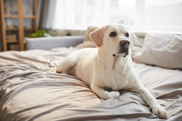 Beautiful Dog Lying on Bed at Home