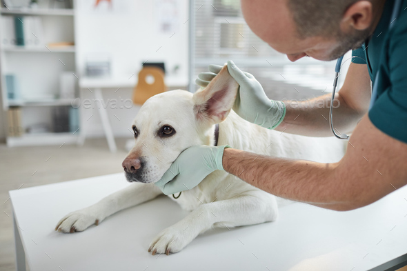 Veterinarian Examining Dog Ears