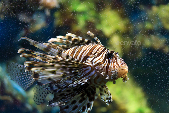 Lionfish (Pterois mombasae) - Stock Photo - Images