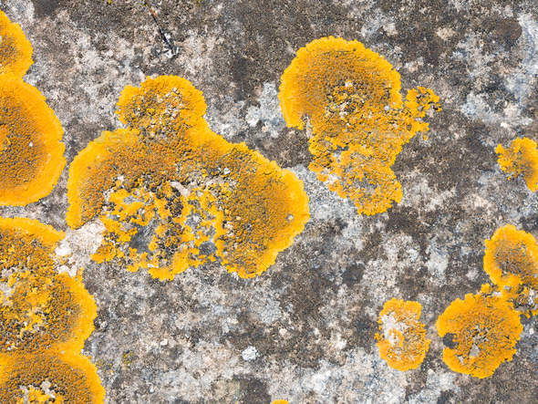 Xanthoria parietina lichen growing on stone. - Stock Photo - Images