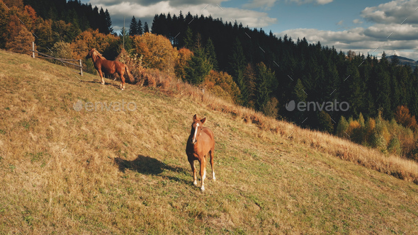 Rural mountain with farm animals aerial. Autumn nature landscape. Horses at countryside. Farmlands - Stock Photo - Images