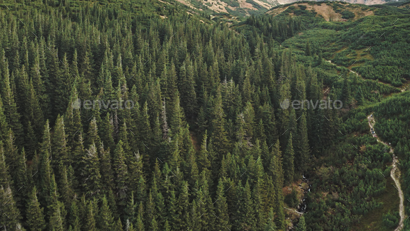 Aerial nobody nature landscape. Hike path at mountain forest on hill. Pine tree at green grass range - Stock Photo - Images