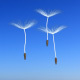 Floating Dandelion Seeds Pack 3-1 - VideoHive Item for Sale