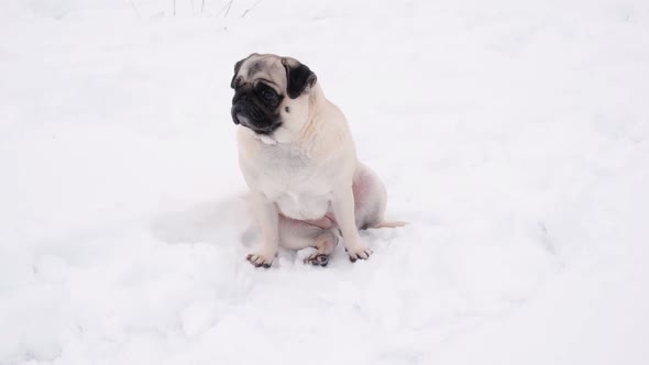 Funny Pug Dog Looking Surprised in Snowy Weather alt