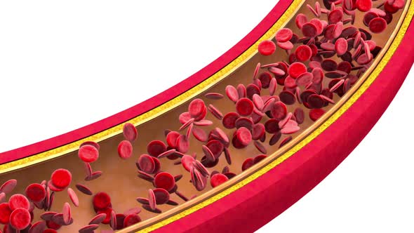 Erythrocytes flowing through a Vein or Artery