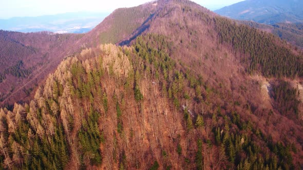 Aerial Shot of a Drone Over an Amazing Colorful Forest in Mountain the Early Evening Spring