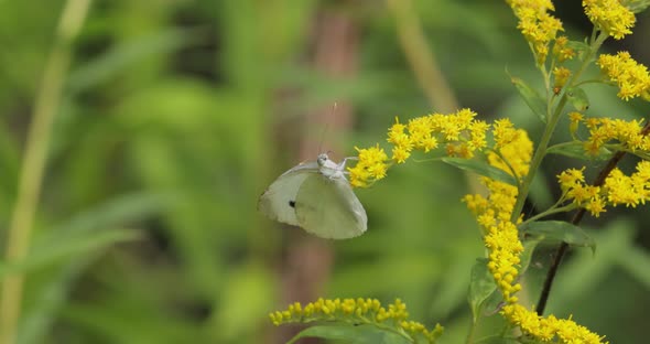 Pieris Brassicae the Large White Butterfly Also Called Cabbage Butterfly alt