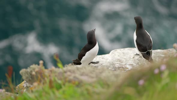 A pair of alert razorbill seabirds (Alca torda) sit on the edge of a beautiful cliff with each other alt