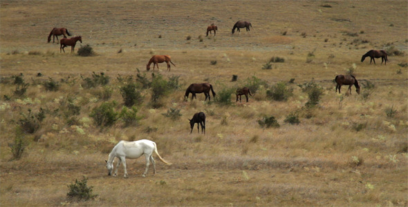 Wild Horses Graze On Dry Hills