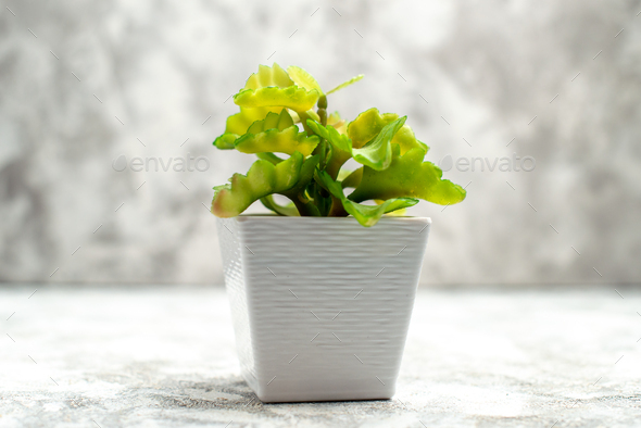 Horizontal view of flower pot for home decoration on ice background Stock  Photo by KamranAydinovStudio