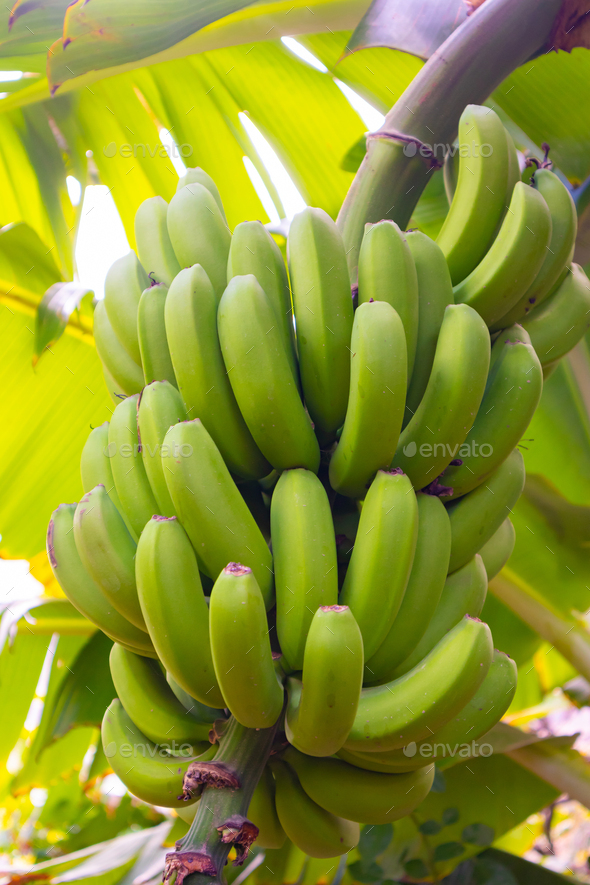 Fresh Organic Green Banana Bunch at Farm Stock Photo by kjekol