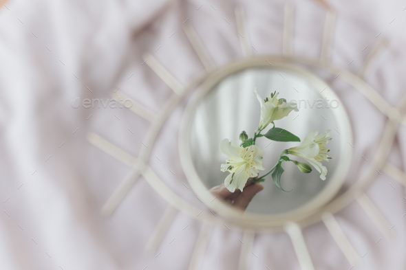 Hand holding alstroemeria flower reflected in mirror on background of soft fabric. Spring aesthetics