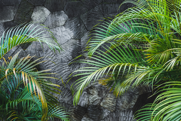 Dark grey concrete stone wall background with green tropical palm leaves. Jungle texture