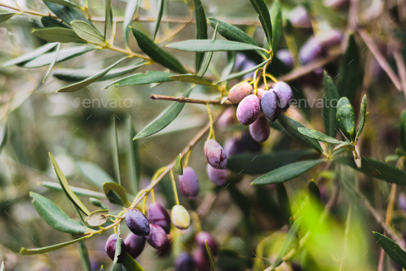 Olives on olive tree - Stock Photo - Images