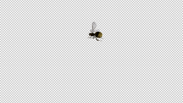 Bumble Bee - Flying Around Screen - Transparent Loop - Alpha Channel