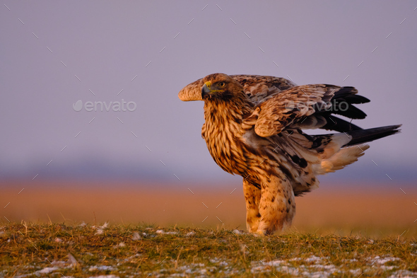 Eastern imperial eagle - Aquila heliaca  - Stock Photo - Images