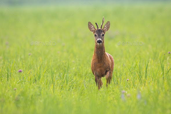 Roe deer buck approaching on meadow in summertime nature - Stock Photo - Images
