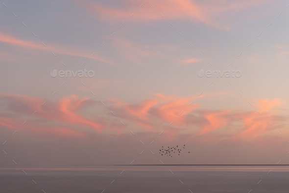 Sunset in the ocean with flock of birds