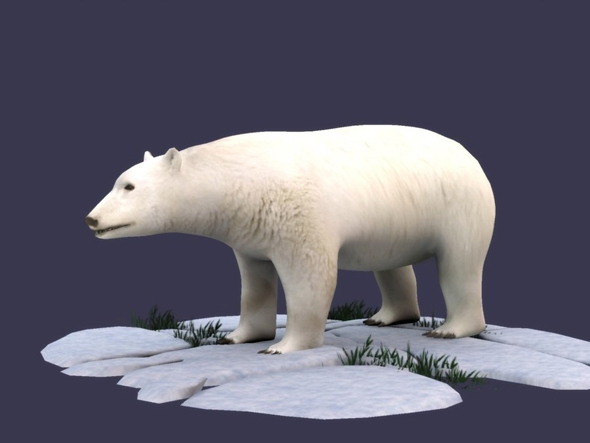 White Bear polar - 3Docean 30943296
