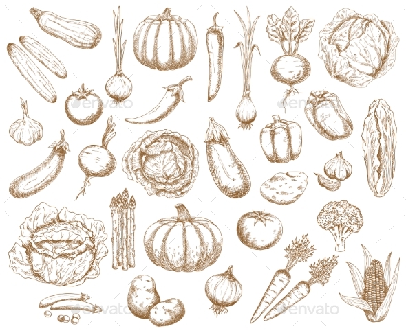 [DOWNLOAD]Farm Vegetablesgreenery and Veggies Vector Sketch