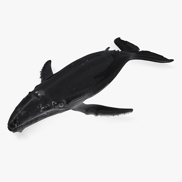 whale - 3Docean 30961818