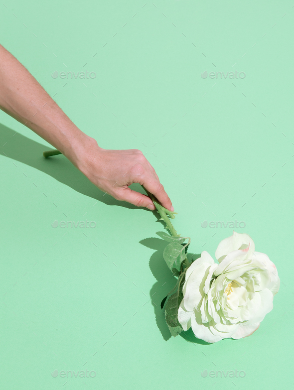 Hand holding white roses minimalist scene. Spring,summer, greeting card concept