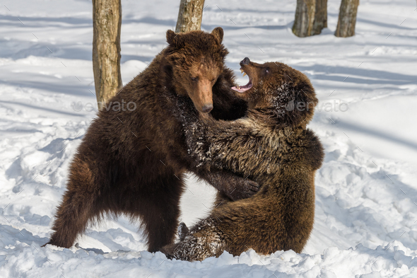Wild adult Brown Bear (Ursus Arctos) in the winter forest. Dangerous animal  in natural habitat Stock Photo by byrdyak